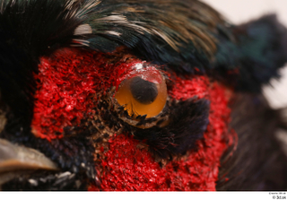 Pheasant  2 eye 0003.jpg